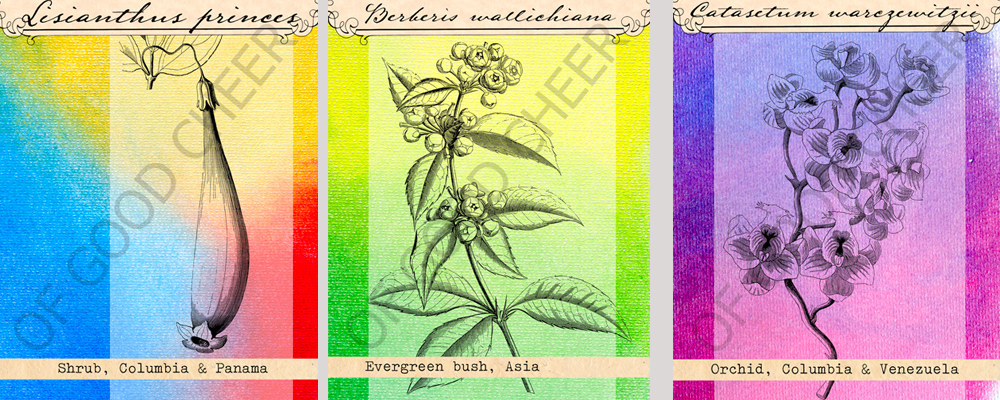 magnoliophyta card gifts